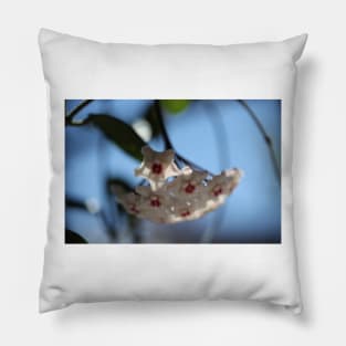 Hoya Mathilde Pillow