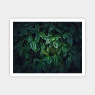 Dark green leaves texture Magnet