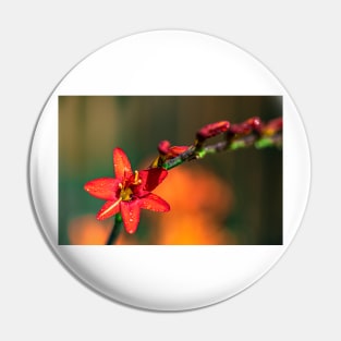 Red Crocosmia with Yellow Stripe Pin