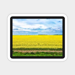 Yellow Canola Field landscape photography Magnet