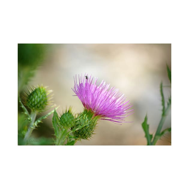 Thistle by VKPelham