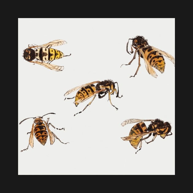 Studies of wasps by Julie de Graag (1877-1924). by Rosettemusicandguitar