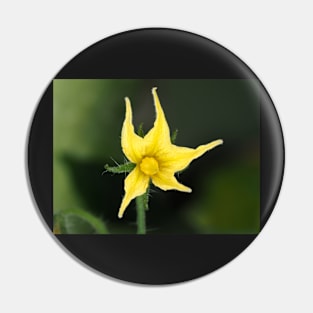 Tomato flower close-up Pin