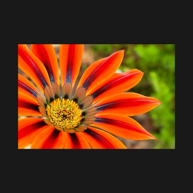 Gazania by mariola5