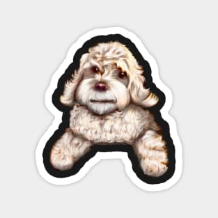 Cute white Cavapoo Cavoodle puppy dog - cavalier king charles spaniel poodle Magnet