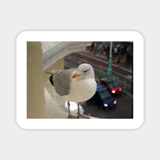 Hungry Seagull Magnet