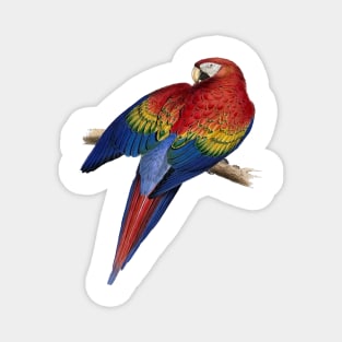 Scarlet Macaw Perched On A Branch Illustration Magnet