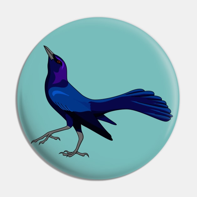 Boat-tailed Grackle - UPDATED! Pin by Feathered Focus