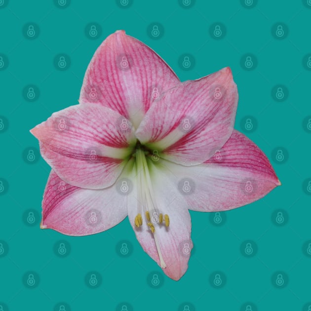 Pink Amaryllis by CAutumnTrapp