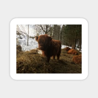 Scottish Highland Cattle Calf 1923 Magnet