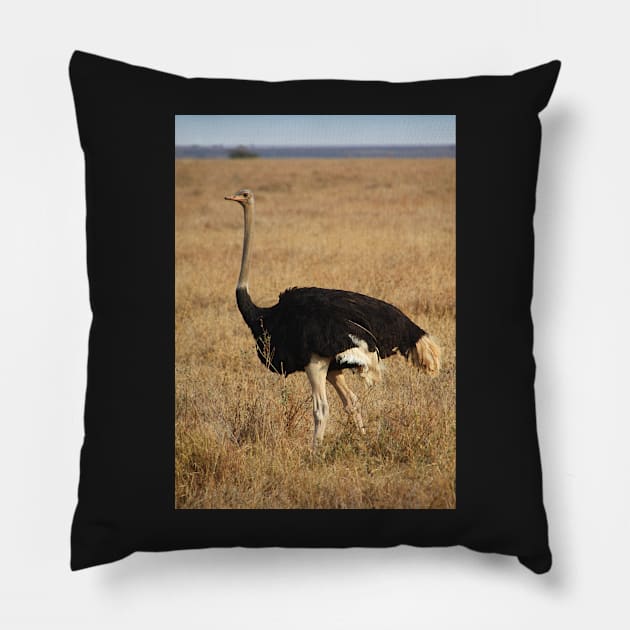Male Ostrich, Serengeti, Tanzania Pillow by Carole-Anne