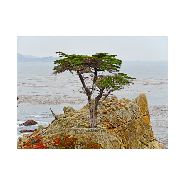 Lone Cypress Study 1 by bobmeyers