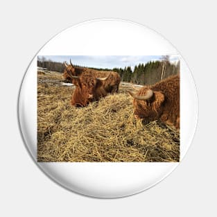 Scottish Highland Cattle Cows 2290 Pin