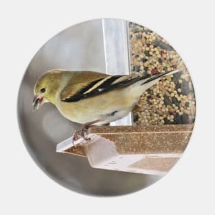 Goldfinch at Feeder No.1 Pin