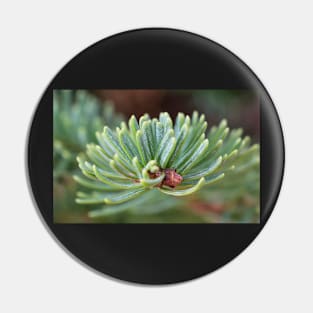 Noble Fir Pin