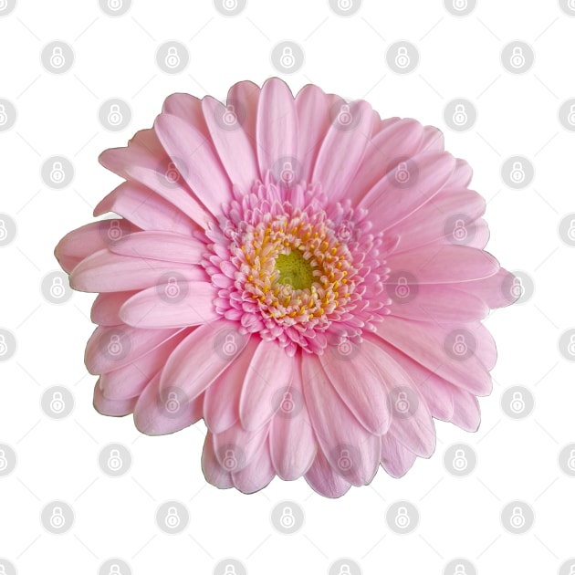 Pink Gerbera Floral Photo by ellenhenryart