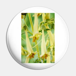 Phygelius × rectus  Somerford Funfair Yellow = 'Yapyel'  Somerford Funfair Series  Cape fuchsia Pin