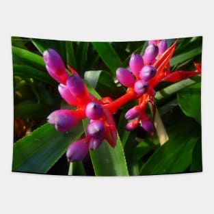 Red, Purple and Green, could this flower be more spectacular?! Tapestry