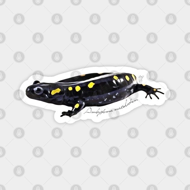 Spotted salamander art with scientific name Magnet by austinmg