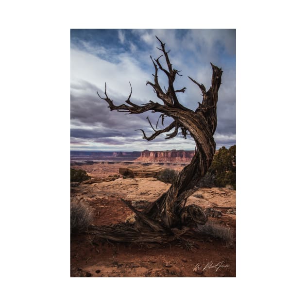 Desert Dancer at Canyonlands National Park by jonesing