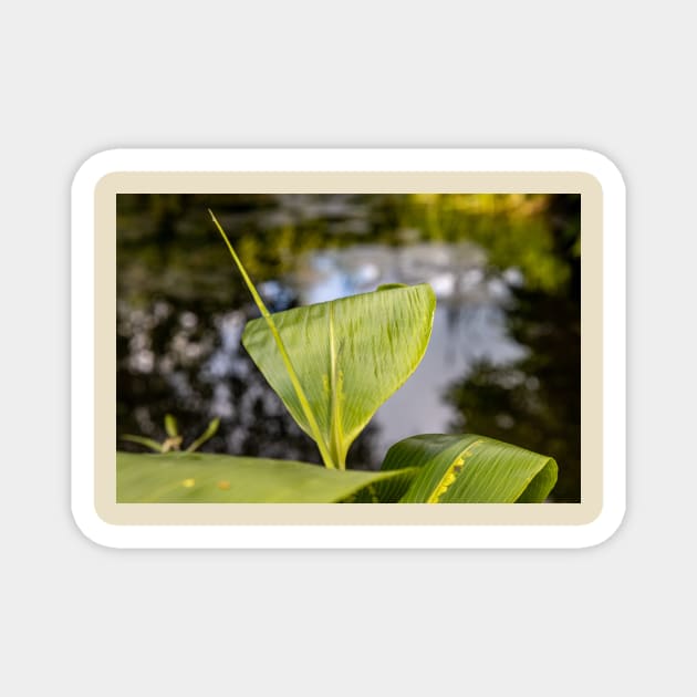 Green leaves near a pond Magnet by Vannaweb