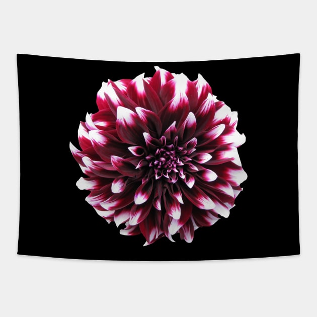 Purple, White Dahlia Flower Gardener Gift Spring Summer Gardening Fun Tapestry by twizzler3b