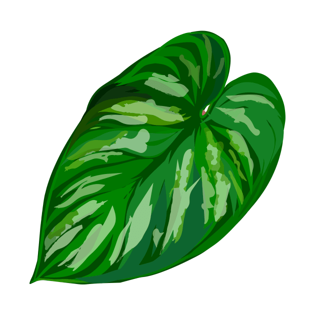 Philodendron 'Plowmanii' by csikarskie