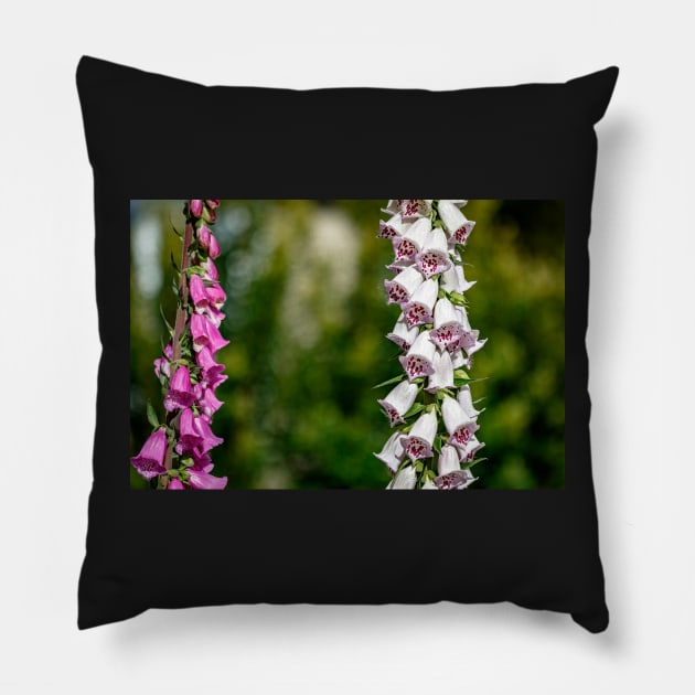 Purple and white foxgloves Pillow by blossomcophoto