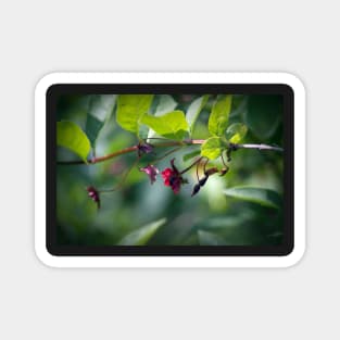 honeysuckle, red flower, black berry Magnet