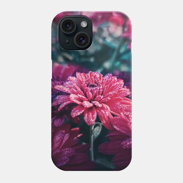 Crimson Chrysanthemums in the morning Phone Case by psychoshadow
