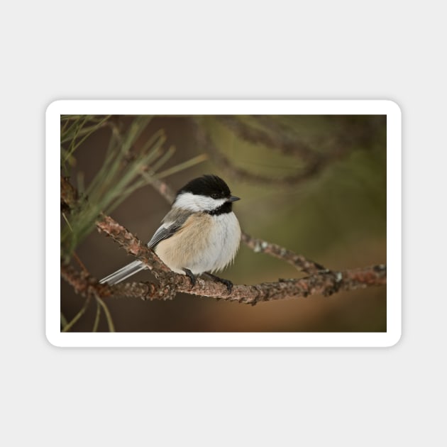 Black Capped Chickadee Magnet by jaydee1400