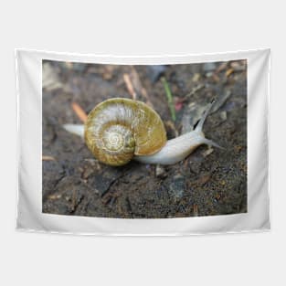 Haplotrema vancouverense snail Tapestry