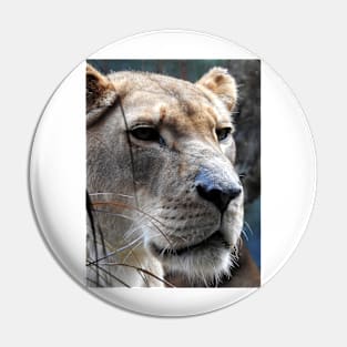 Lioness Pin