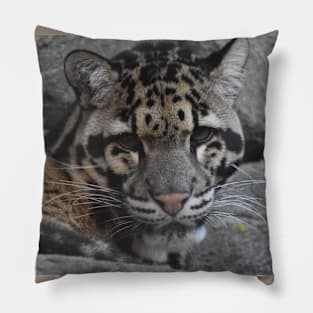 Clouded Leopard Pillow