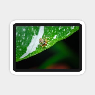 gorgeous metallic jumper (Siler semiglaucus) looking down from a Monstera Thai constellation! It's also know as colorful jumping spider and jade jumping spider Magnet