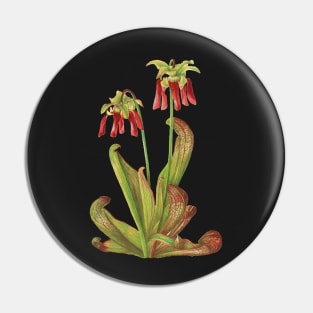 Parrot Pitcherplant - Sarracenia Psittacina - Walcott - Botanical Illustration Pin