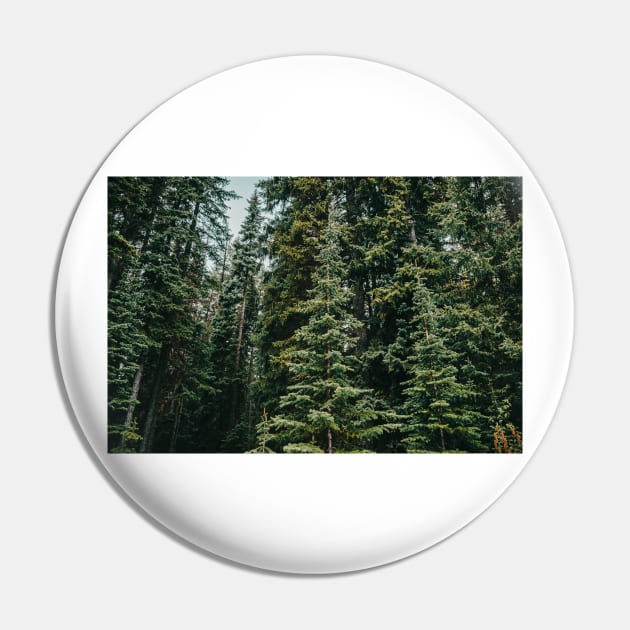 Alpine Evergreen Forest in the Mountains in Summer Pin by Amy-K-Mitchell
