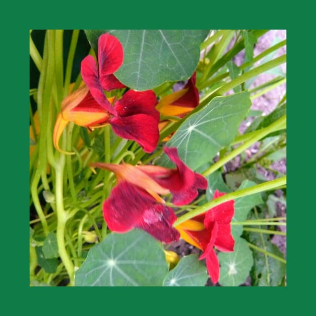 Red Nasturtium by Hajarsdeco