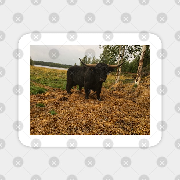 Scottish Highland Cattle Dark Black Bull With Big Horns 2096 Magnet by SaarelaHighland