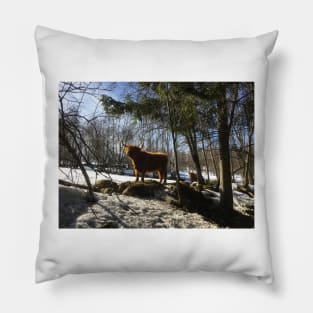 Scottish Highland Cattle Cow 1952 Pillow