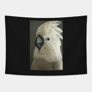 Umbrella cockatoo parrot bird portrait Tapestry