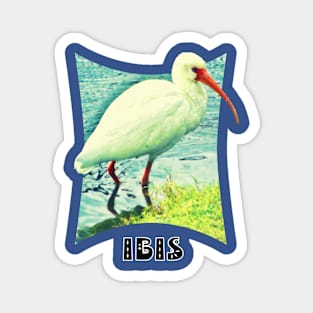 White  Ibis Magnet