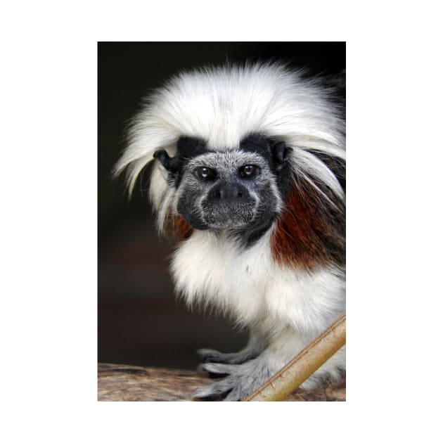 Cotton-top Tamarin by kirstybush