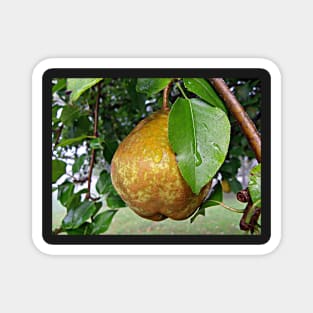 Pear & Raindrops Autumn Fruit Tree Photograph, Beautiful Nature Fall Art Magnet