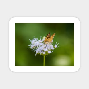 Tiny Pollinator Magnet