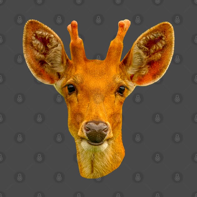 Barasinga deer by dalyndigaital2@gmail.com