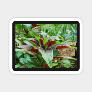 Amaranthus Tricolor Magnet