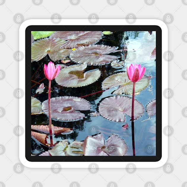 Pink Waterlilies in a Pond Magnet by H. R. Sinclair