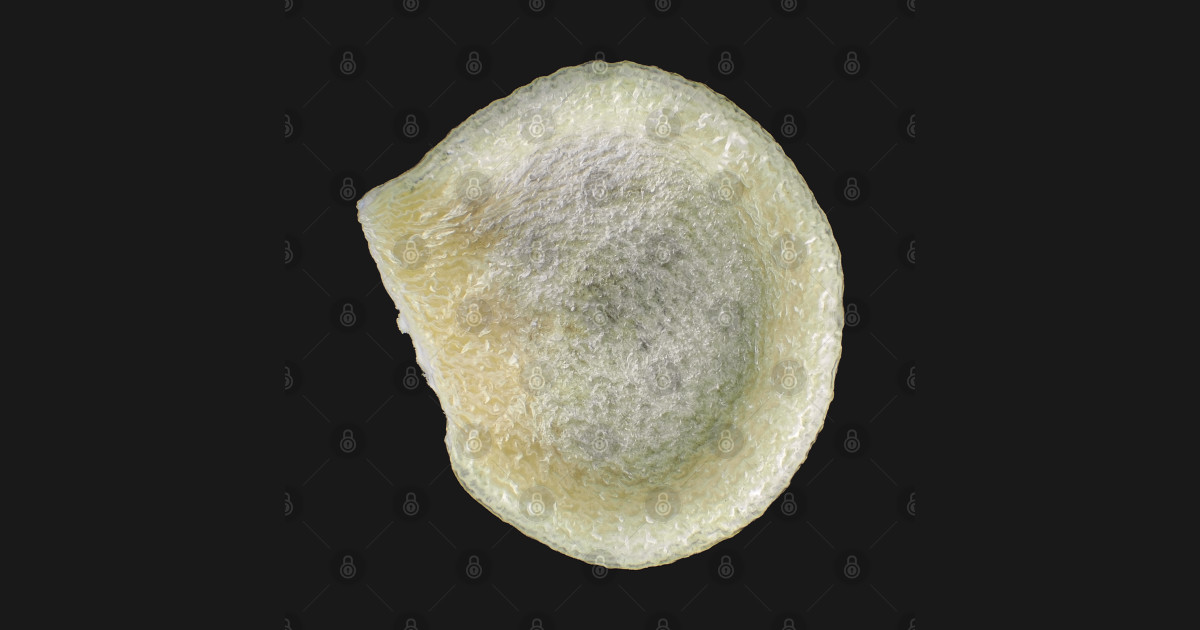 Bell pepper seed under the microscope Seeds TShirt TeePublic