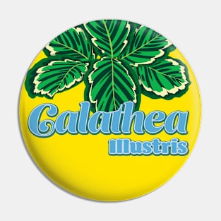 Calathea Illustris Pin